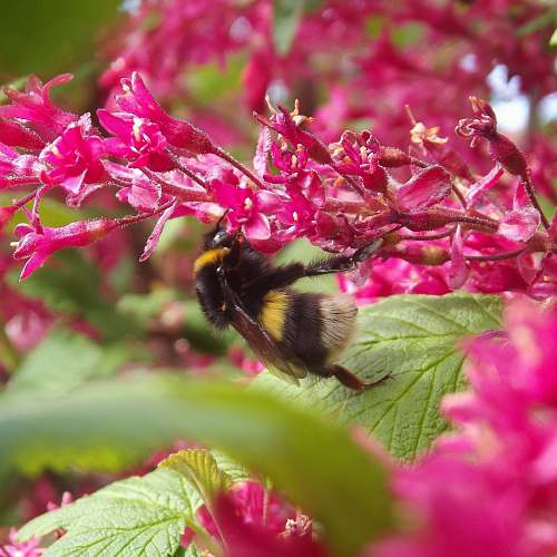 apidae bee pollinating plant during daytime bee