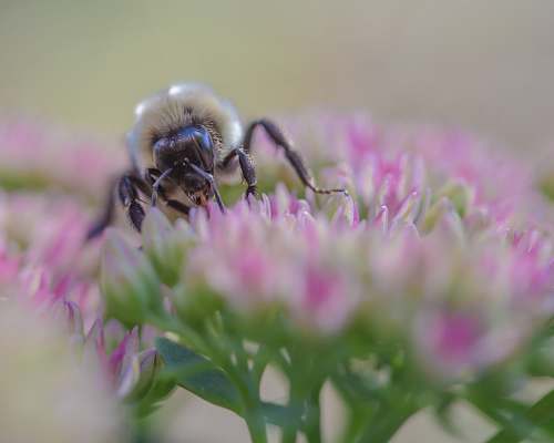 bee beige insect on flowers honey bee