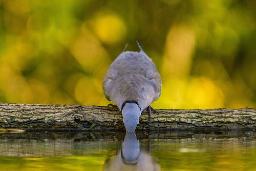 bird bird drinking water beak