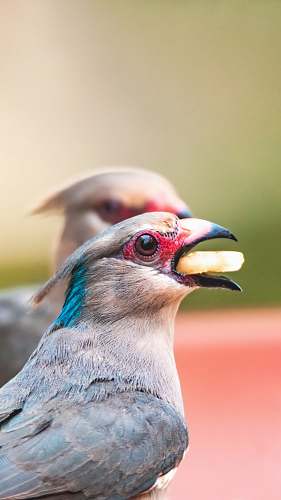 bird bird eating food beak
