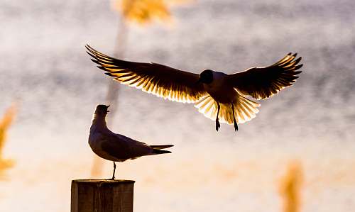 bird bird flying towards bird perching on board seagull