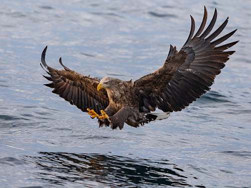 bird bird in flight eagle