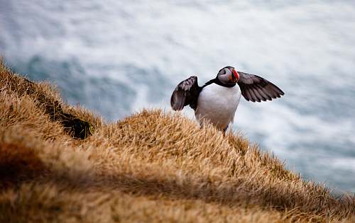 bird bird on brown grass puffin