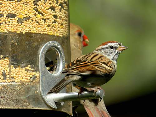 bird bird on pet feeder bird feeder
