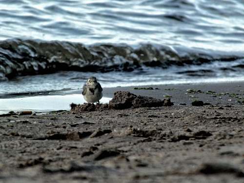 bird bird on seashore during daytime ground