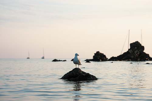 bird bird on stone seagull