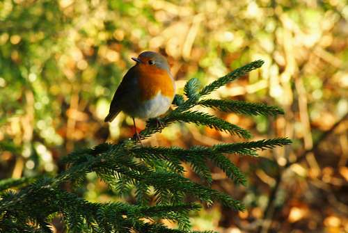 bird bird perch on green pine tree plant
