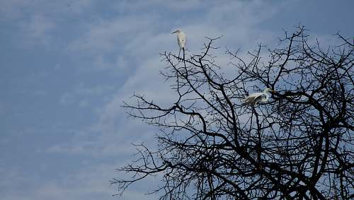bird bird perched on tree ardeidae