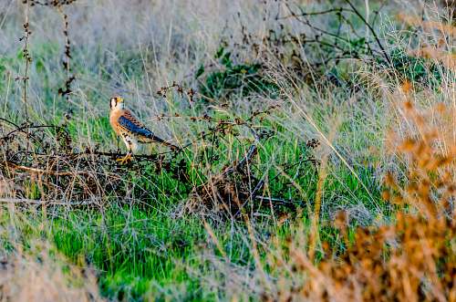 bird bird perching on grass accipiter