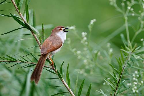 bird bird perching on green-leafed plant finch