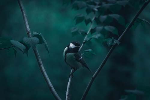 bird bird perching on tree beak