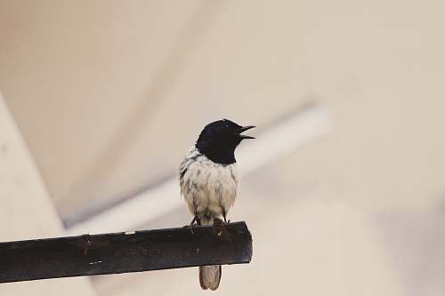 bird bird standing on tube india
