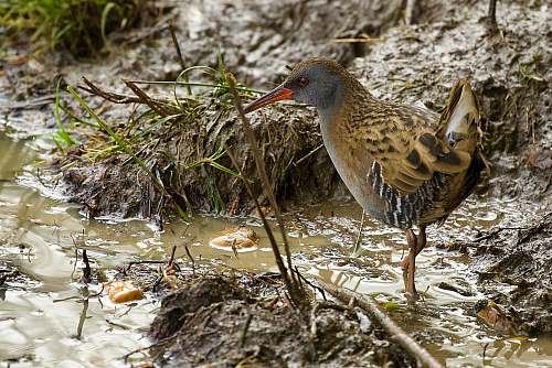 bird bird standing on water outdoors