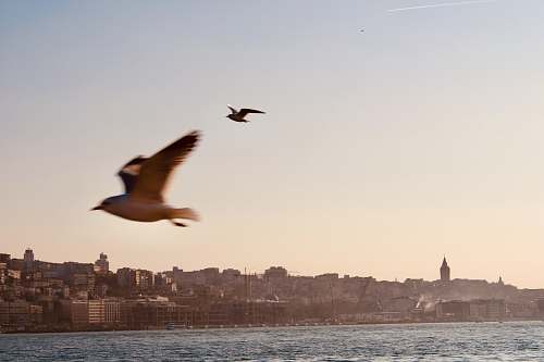 bird birds in flight over body of water flying