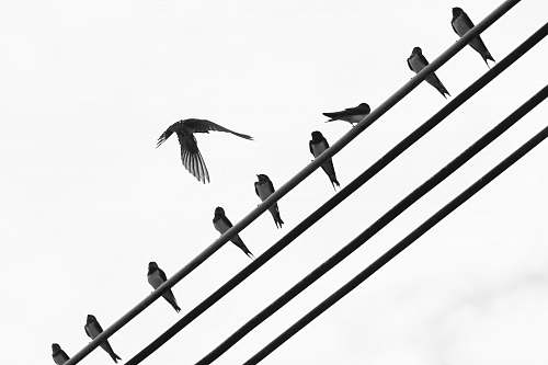 black-and-white birds on cable wire bird