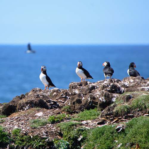 bird birds on cliff elliston