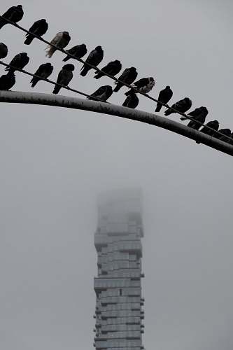 bird birds on fence flock