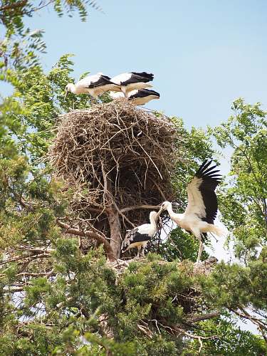 bird birds on tree branch and nest on tree stork