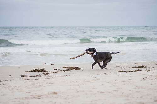 dog black American pit bull terrier puppy biting brown stick running on seashore during daytime canine