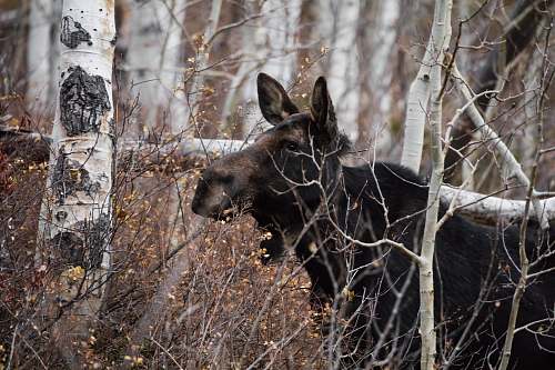 moose black and brown animal near trees wildlife
