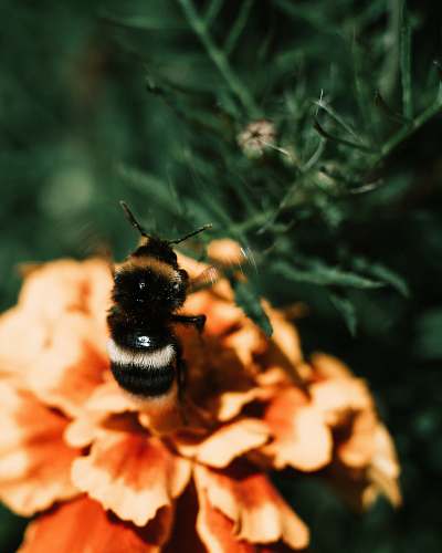 bee black and brown bee on flower apidae