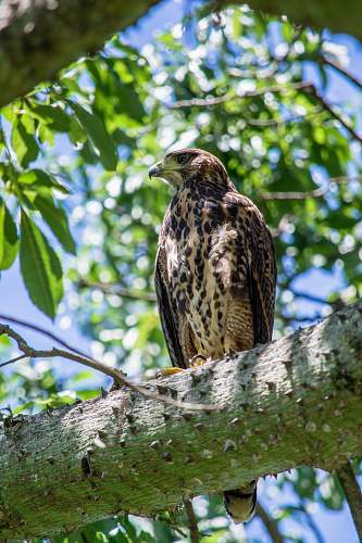 bird black and brown bird close-up photography accipiter