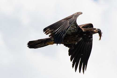 eagle black and brown eagle vulture