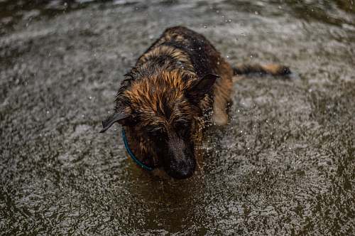 canine black and brown German Shepherd german shepherd