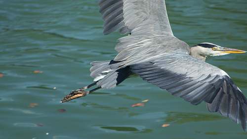 ardeidae black and gray bird flying over body of water during daytime waterfowl