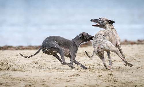 dog black and gray dog on brown sands dogs