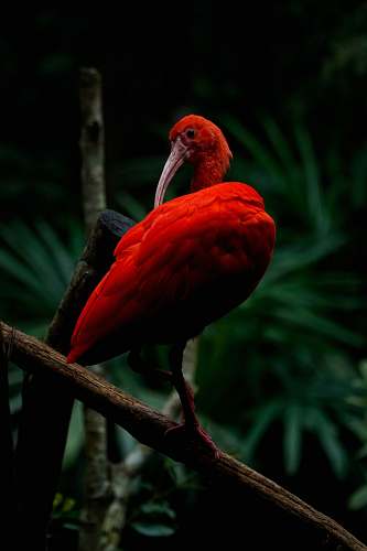 bird black and red peacock near green-leafed plant beak