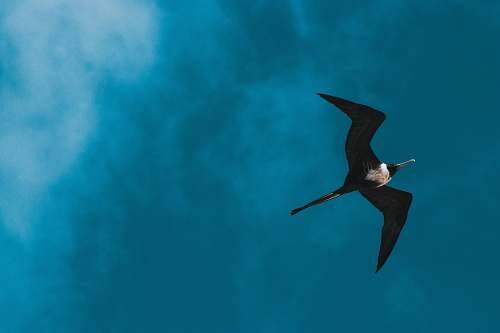 bird black and white bird flying flying