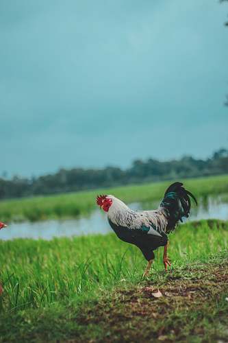 bird black and white rooster on grass field chicken