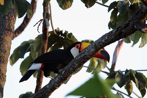 beak black and white toucan bird on tree branch during daytime toucan