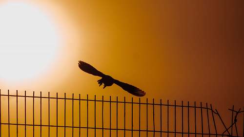 bird black bid eagle