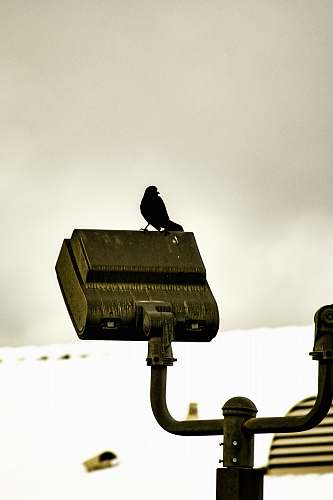 bird black bird on top of spotlight agelaius