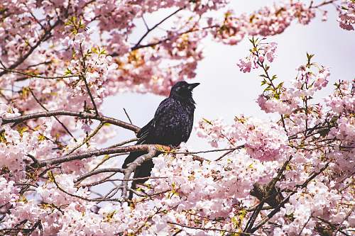 bird black bird on tree blossom