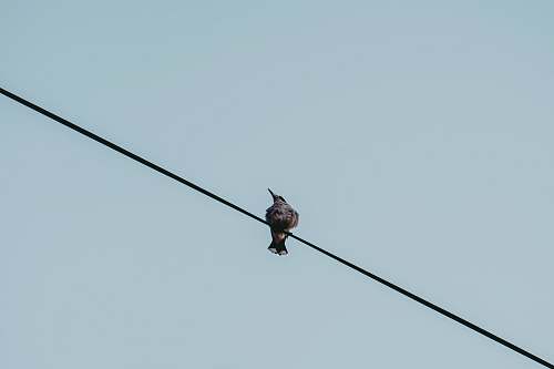 bird black bird on wire cremorne point nsw
