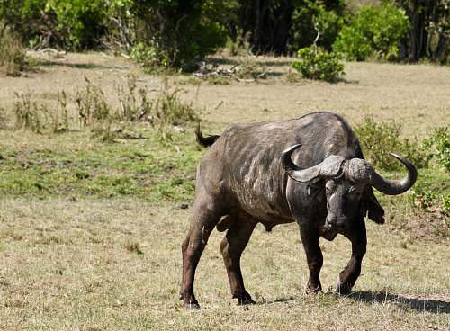 mammal black buffalo in field cattle