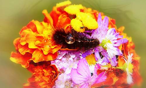 apidae black caterpillar on flower bee