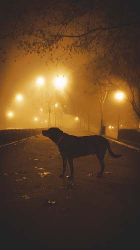 light black dog on road during nighttime flare