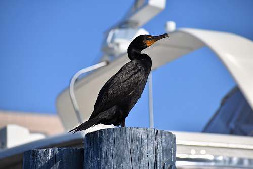 bird black duck across white yacht macro photography waterfowl