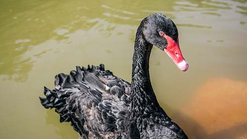 bird black duck at water during daytime waterfowl