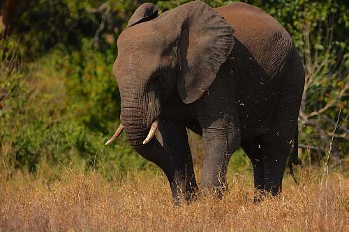 elephant black elephant mammal