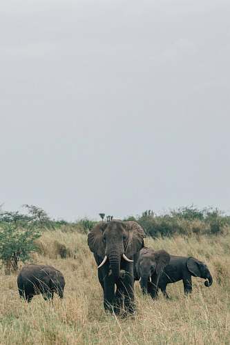 mammal black elephant on grass field elephant