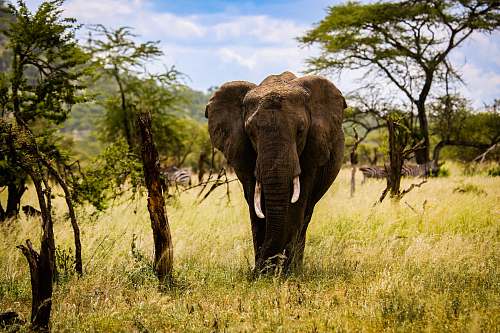 wildlife black elephant on green grass field elephant