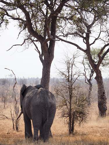 wildlife black elephant standing under tree mammal