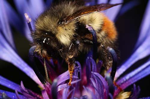bee black insect insect