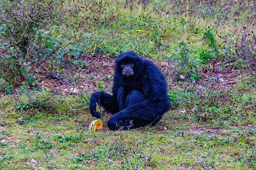 wildlife black monkey sitting on grass ape