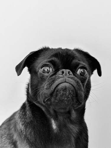 dog black pug black-and-white